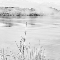Buy canvas prints of Lake Windermere reeds monochrome by Graham Moore