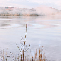 Buy canvas prints of Lake Windermere reeds by Graham Moore