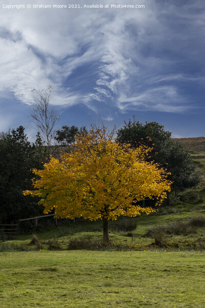 Autumn tree and wispy clouds Picture Board by Graham Moore