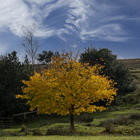 Buy canvas prints of Autumn tree and wispy clouds by Graham Moore
