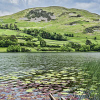 Buy canvas prints of Loweswater with lily pads by Graham Moore