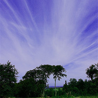 Buy canvas prints of Treetop cloudscape by John Lucas