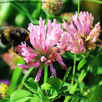 Buy canvas prints of Busy Bee by John Lucas