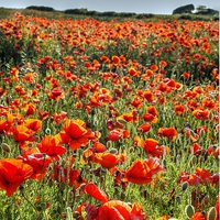 Buy canvas prints of Poppy Field by Martin Chambers