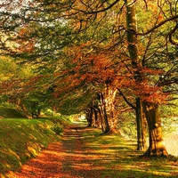 Buy canvas prints of  Autumn Woodland Walk by Martin Chambers