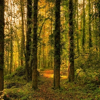 Buy canvas prints of   Woodland Path by Martin Chambers