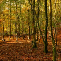 Buy canvas prints of  Autumn Woodland Walk by Martin Chambers