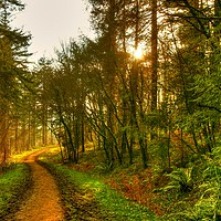 Buy canvas prints of Path to the light by Martin Chambers