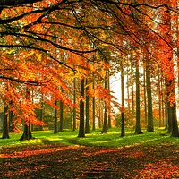 Buy canvas prints of Autumn Scene by Martin Chambers