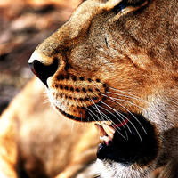 Buy canvas prints of Lion Profile, Zimbabwe by Chris Grindle