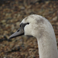 Buy canvas prints of young swan by yvette wallington