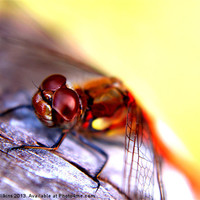 Buy canvas prints of Dragonfly by David Wilkins