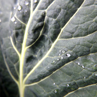 Buy canvas prints of Cabbage Leaf by David Wilkins