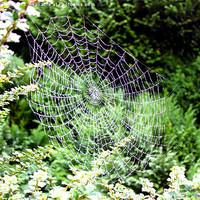 Buy canvas prints of Spider web by David Wilkins