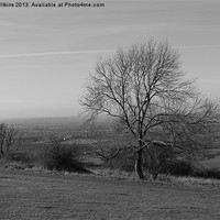 Buy canvas prints of Dunstable Downs by David Wilkins