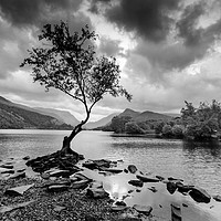 Buy canvas prints of The Lone Tree on Lyn Padarn by Scott Taylor