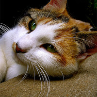 Buy canvas prints of Calico Cat by Sarah George