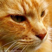 Buy canvas prints of Cat in Close-up by Sarah George