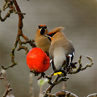 Buy canvas prints of Waxwings in Portrait by Sarah George