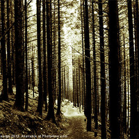 Buy canvas prints of Forest Path by Sarah George