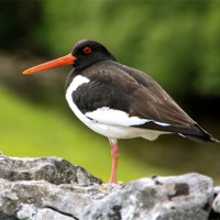 Buy canvas prints of Dales Oystercatcher by Sarah George