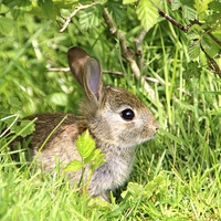 Buy canvas prints of Rabbit at Pulborough Brooks by Sarah George