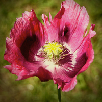 Buy canvas prints of  Pink Poppy by Sarah George