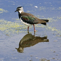 Buy canvas prints of  Lapwing Reflection by Sarah George