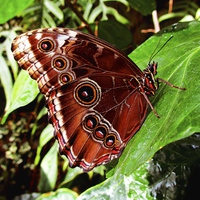 Buy canvas prints of Blue Morpho Butterfly by Sarah George