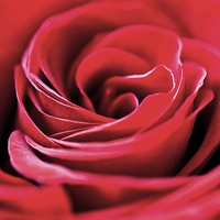 Buy canvas prints of  Single Red Rose by Sarah George