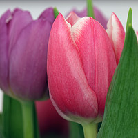 Buy canvas prints of Tulips by Sarah George