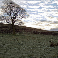 Buy canvas prints of Birtle Tree by TERENCE O'NEILL