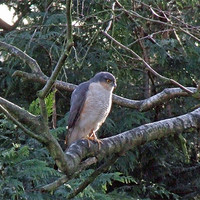 Buy canvas prints of Sparrowhawk by TERENCE O'NEILL