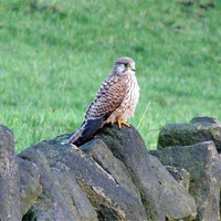 Buy canvas prints of kestrel on a rock by TERENCE O'NEILL