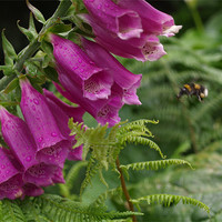 Buy canvas prints of Foxglove and the Bee by David Willoughby