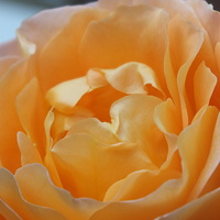 Buy canvas prints of Orange Rose by Lou Kennard