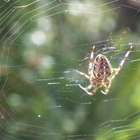 Buy canvas prints of Spider in Web by Lou Kennard