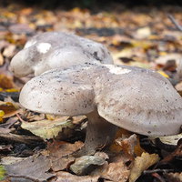Buy canvas prints of Mushrooms in Autumn by Lou Kennard