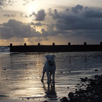 Buy canvas prints of Puppy on the beach by Lou Kennard