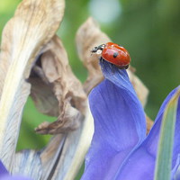 Buy canvas prints of Ladybird take off by Lou Kennard