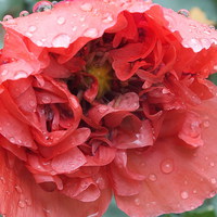 Buy canvas prints of Poppy In The Rain by Lou Kennard