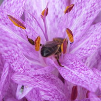 Buy canvas prints of  Bee in a Pink Flower by Lou Kennard