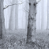 Buy canvas prints of Trees in Mist by Brian Roberts