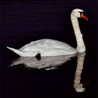 Buy canvas prints of swan reflection by Daniel Duchacek