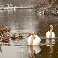 Buy canvas prints of two swans in the snow by Daniel Duchacek