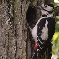 Buy canvas prints of greater spotted woodpecker by Daniel Duchacek