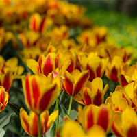 Buy canvas prints of Yellow-red tulip flowers by Michael Goyberg
