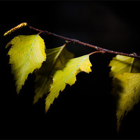 Buy canvas prints of Last autumn gifts by Michael Goyberg