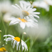 Buy canvas prints of Daisy by Michael Goyberg