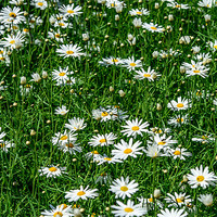 Buy canvas prints of Daisies by Michael Goyberg